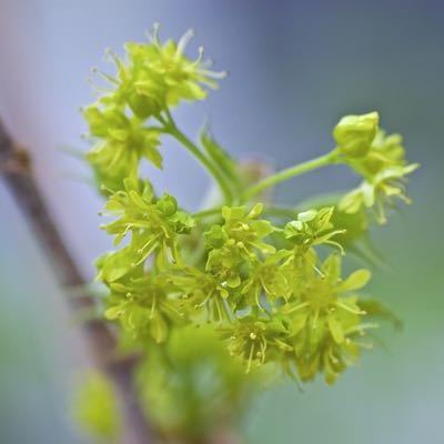 イタヤカエデの鮮やかな黄緑色の花 チーフのブログ 中津川市周辺の観光 イベント 地域情報 恵那山ねっと