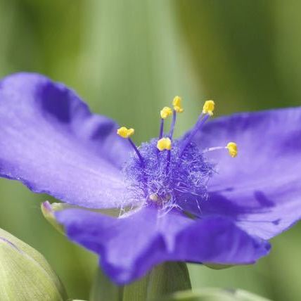 ツユクサの季節になりました、紫露草