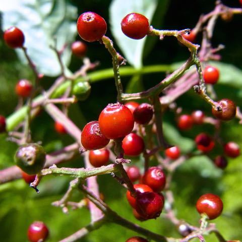 ニワトコの赤い実、ニワトコは恵那山麓で沢山見られる。