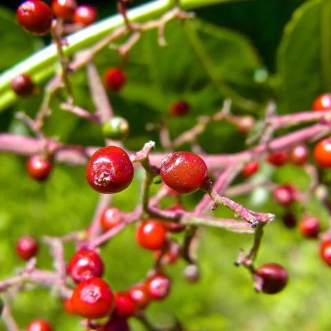 ニワトコの赤い実、ニワトコは恵那山麓で沢山見られる。