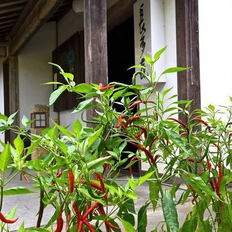 アジメコショウは岐阜県伝統野菜、中津川市福岡特産の唐辛子、唐胡椒。