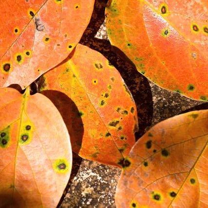この秋一番落ち葉、長多喜栗の間の石畳。