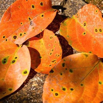 この秋一番落ち葉、長多喜栗の間の石畳。