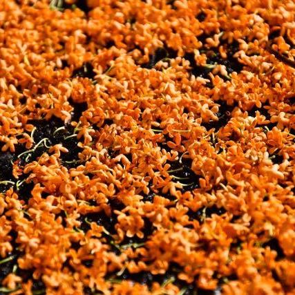 キンモクセイの花の絨毯。