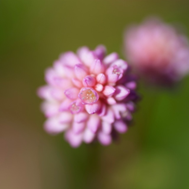 ピンク粒々の可愛いらしい花は姫蔓蕎麦(ヒメツルソバ)