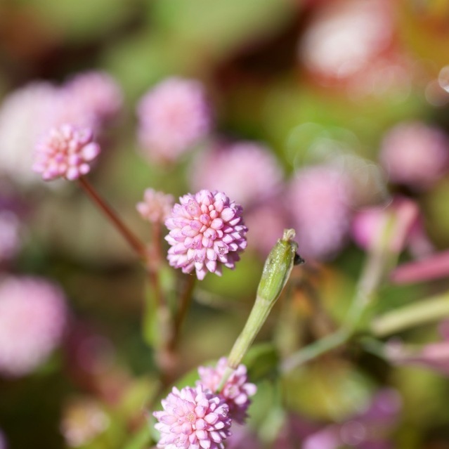 ピンク粒々の可愛いらしい花は姫蔓蕎麦(ヒメツルソバ)
