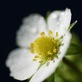 STRAWBERRY FLOWER 苺のお花