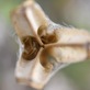 タカサゴユリの花殻