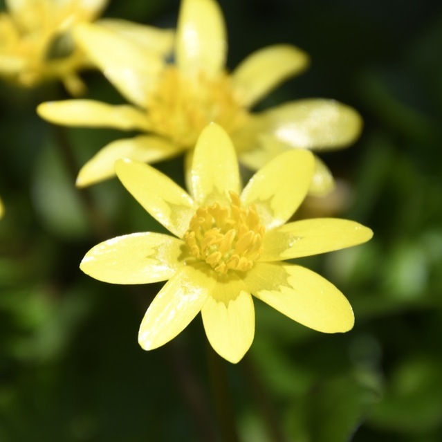 キクザキリュウキンカは漢字で菊咲立金花、別名が姫立金花と言うらしい。