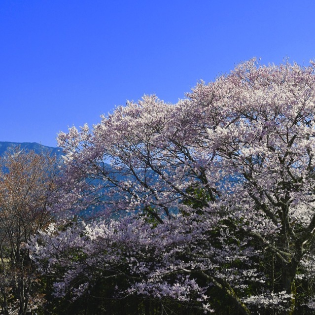 恵那山と三五沢の小彼岸桜
