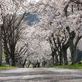 染井吉野の桜トンネル、今なら‼︎
