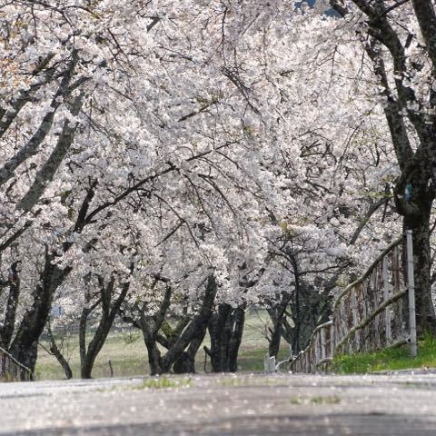 染井吉野の桜トンネル、今なら‼︎