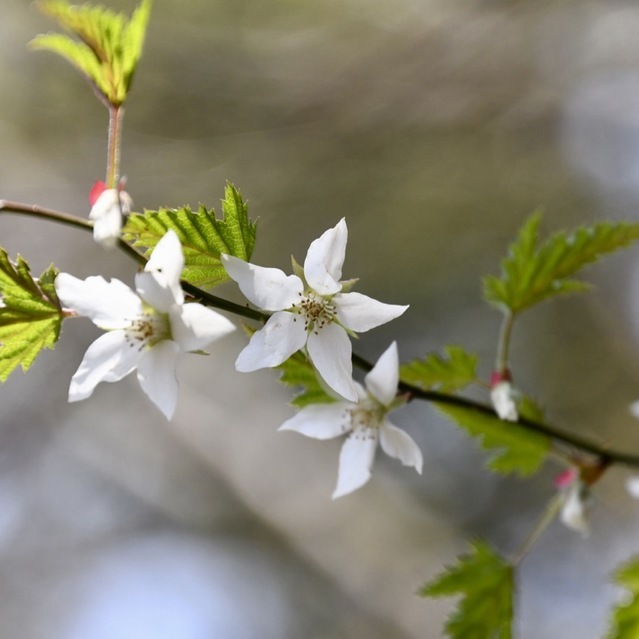 シンプルで可憐な白花はモミジイチゴ、木苺の代表。