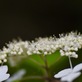 恵那山麓の草花、ノリウツギは白花。