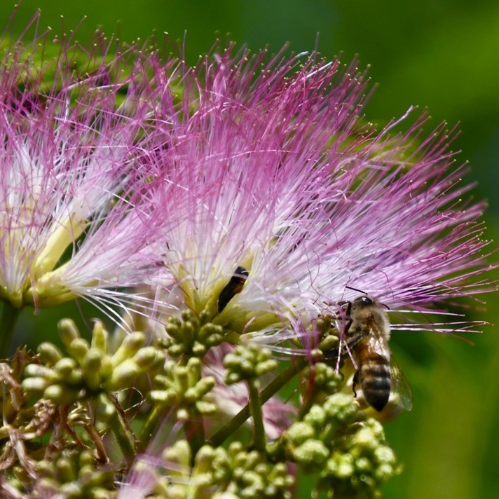 恵那山麓の草花 ネムノハナとミツバチ