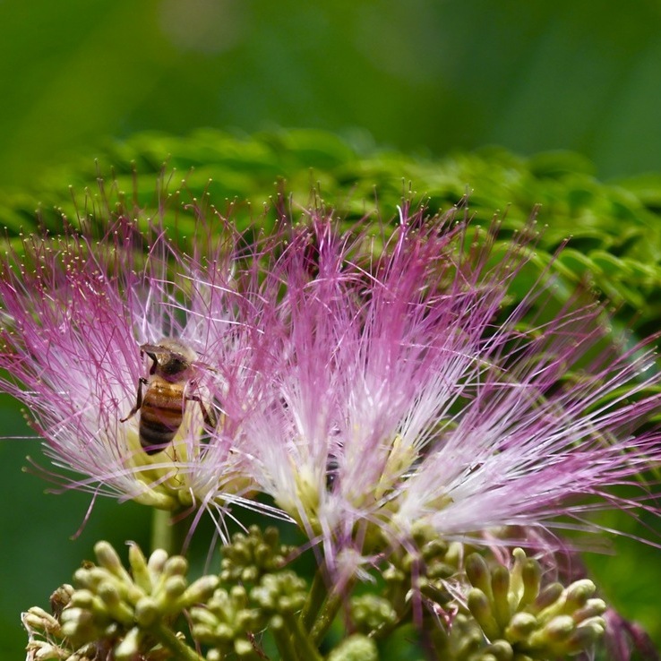 恵那山麓の草花 ネムノハナとミツバチ