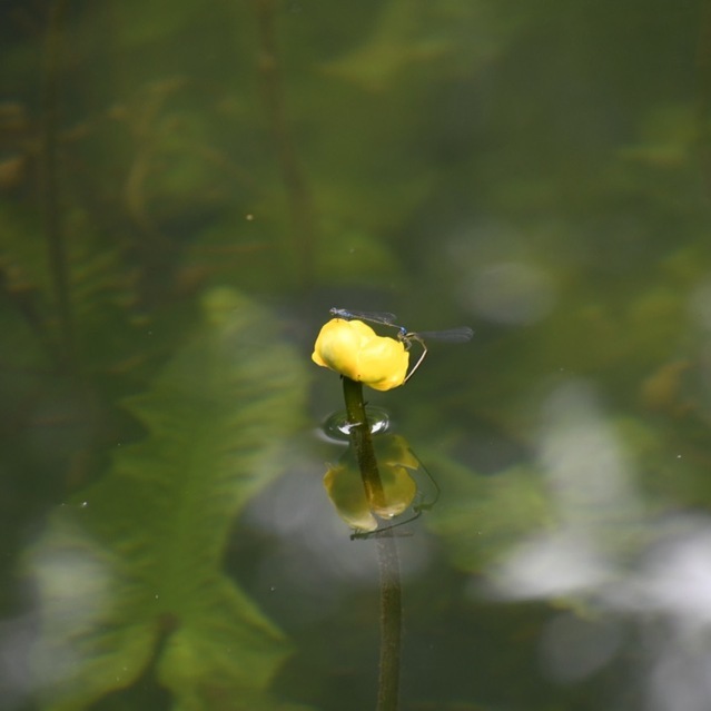 恵那山麓の草花  コウホネ池のイトトンボ