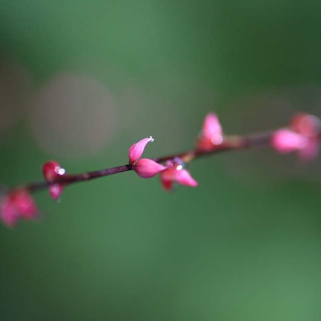恵那山麓の草花 ミズヒキが木陰で紅白満開 ‼︎