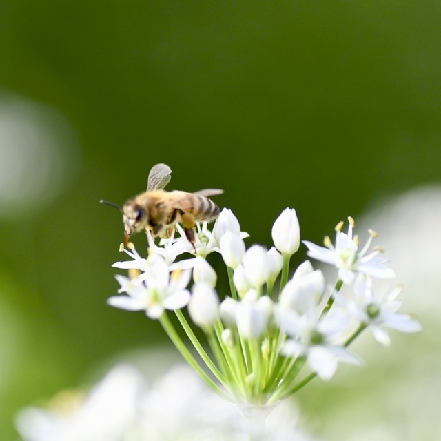 ニラの花と日本ミツバチ