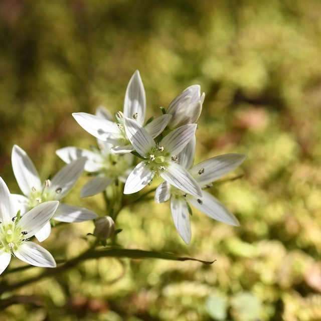恵那山麓の草花  薬草センブリの白い花、