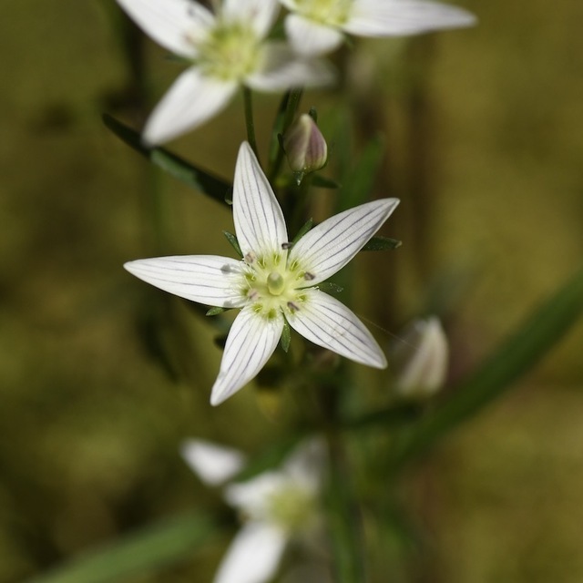 恵那山麓の草花  薬草センブリの白い花、