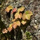 庭石の古苔に蔦紅葉 