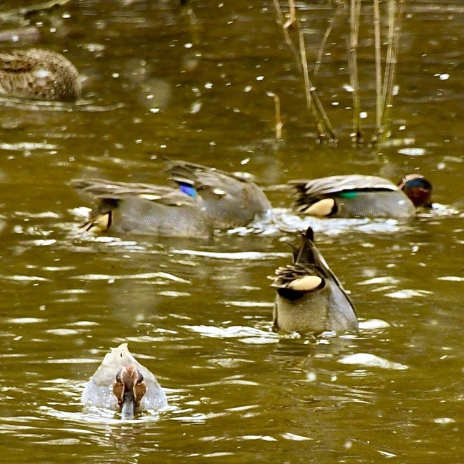 中津川市西山神谷池の水鳥たち