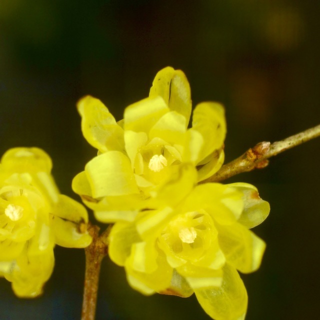 ロウバイ は漢字で蝋梅、透明感のある薄黄色の花と香りはそろそろ終わり
