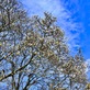 今年も沢山の蕾が付いた、中津川市北野長久寺コブシの大木。