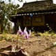 夜がらす山荘長多喜に春の妖精カタクリ咲いた、
