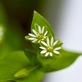 清楚な明るい緑色、春の七草ハコベは漢字で蘩蔞。