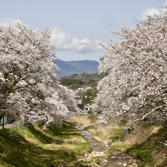 中山道中津川宿四ッ目川桜が満開です。