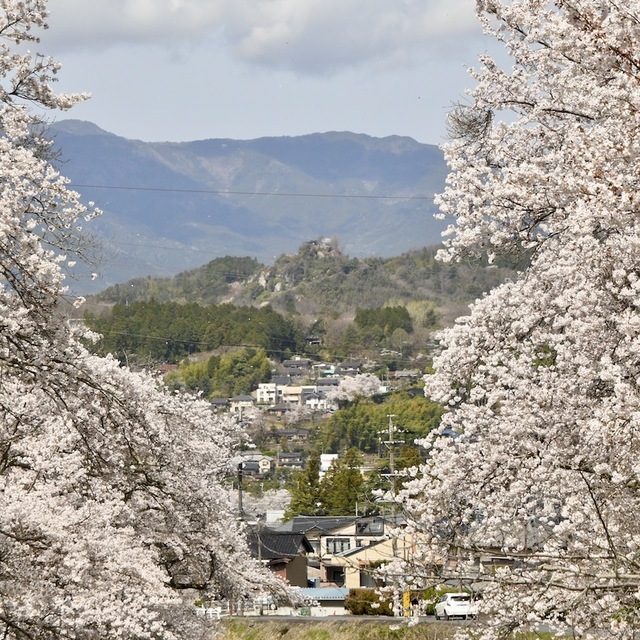 中山道中津川宿四ッ目川桜が満開です。