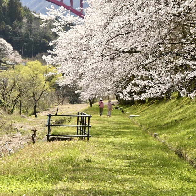 中山道落合宿、落合中学の桜並木が満開。霞む百名山恵那山と桜並木の風景。