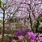 桜の次は躑躅、夜がらす山荘 長多喜の春。