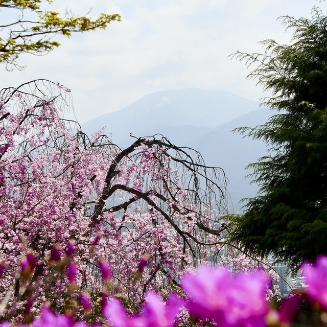 霞恵那山と枝垂れ桜と三つ葉ツツジ、