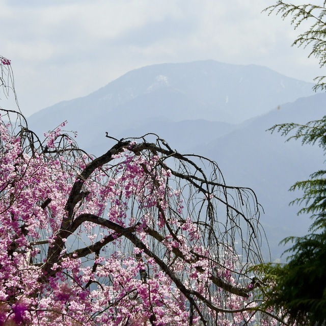 霞恵那山と枝垂れ桜と三つ葉ツツジ、