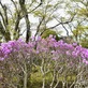 夜がらす山荘 長多喜の中庭が桜が散る中、躑躅色に染まり始めました。
