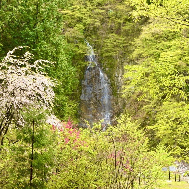 上臈の滝、青葉若葉の季節。