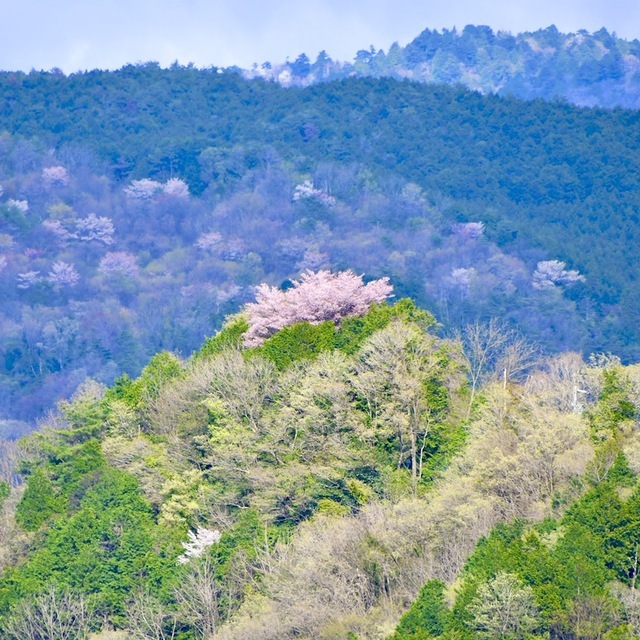 玉蔵桜、木曽川旧玉蔵橋の崖の上