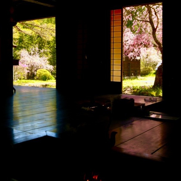 茶屋の外は桜満開、