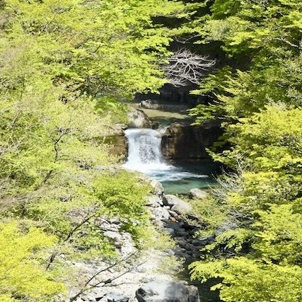 付知峡本谷渓谷、爽やかな若葉香る渓谷にエメラルド水の谷音が響く。