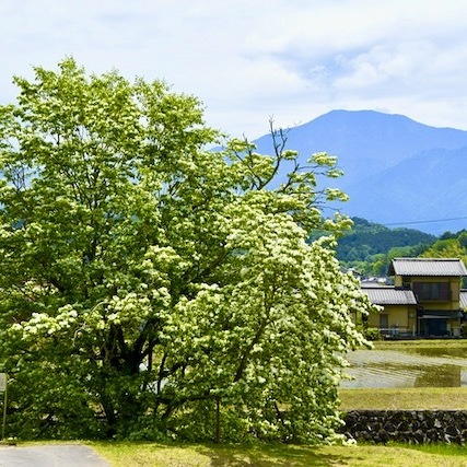 ナンジャモンジャと恵那山の風景。