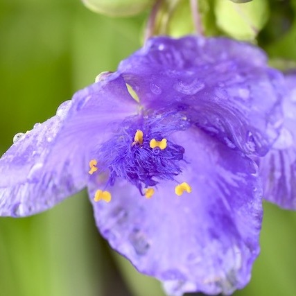 雨に溶けて透ける花びらに、癒されます。