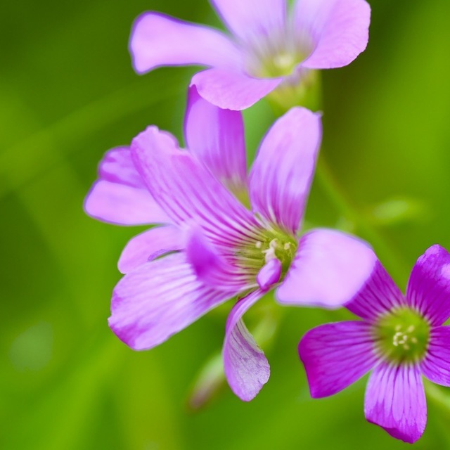 ムラサキカタバミはイモカタバミより優しい薄紫です。