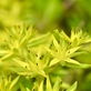 ツルマンネングサの黄色花