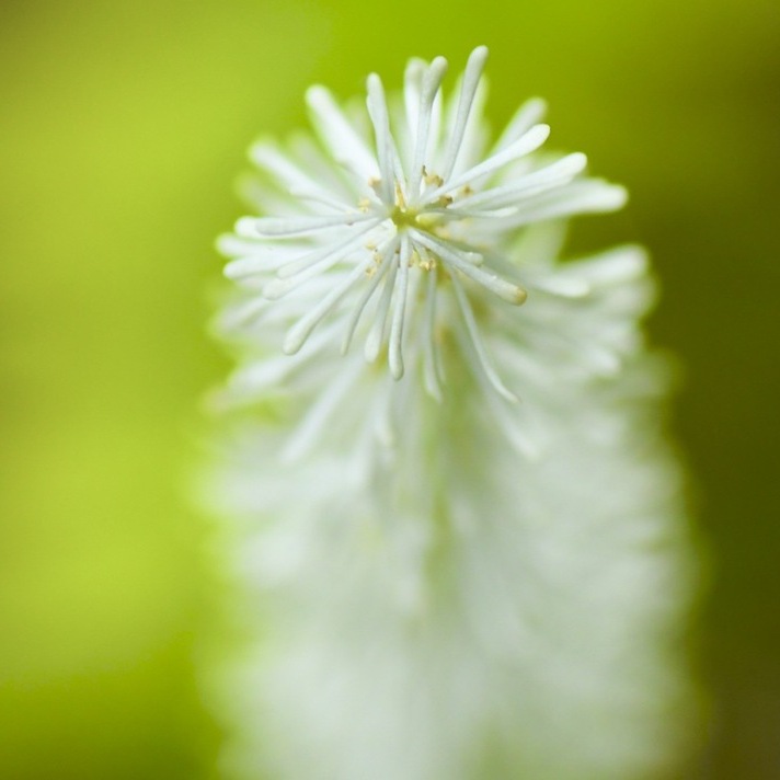 木陰でユラユラ、真っ白いブラシが揺れているのは白糸草