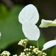イワガラミの飾り花は真っ白