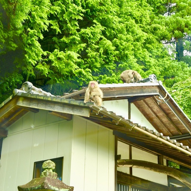 雨の中、お猿の親子は屋根の上。