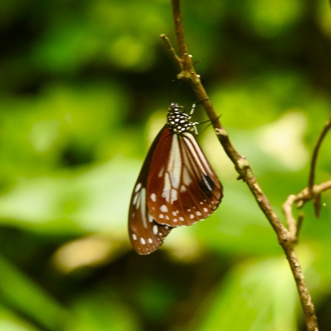 愛しのアサギマダラは旅する蝶々、